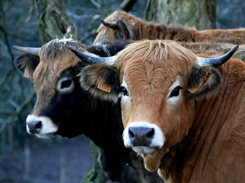 Sous le regard des Vaches 