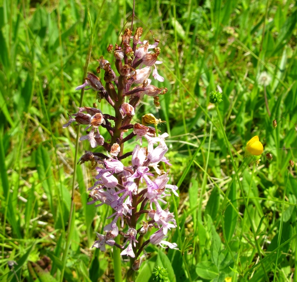 Une deuxième sortie botanique avec la Société Mycologique du Châtillonnais, nous a fait découvrir des orchis, mais aussi de merveilleux ophrys...