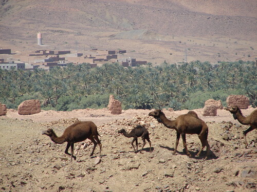 MAROC 3/4