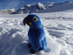 mascotte en montagne