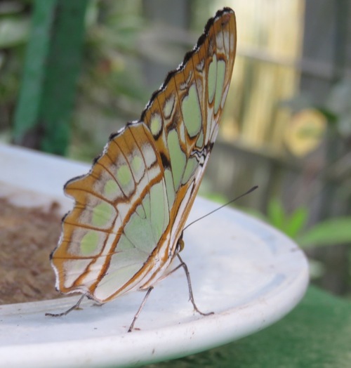Papillons du Costa Rica
