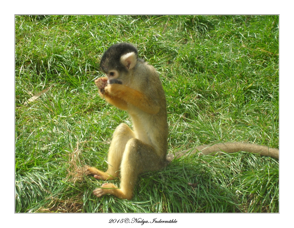 Le zoo d'Amnéville, et ses singes