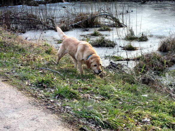 Chipie se balade et Thorgal pose!