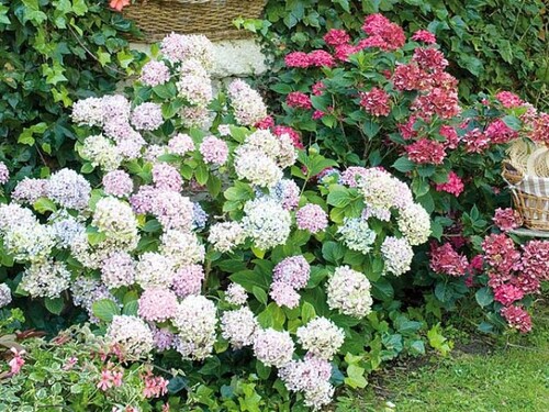 Fleurs cultivées : Hortensia