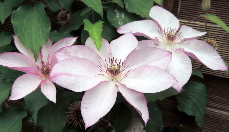 Fleurs de Mai et début juin, au jardin