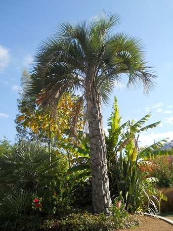 arbres réduiyd