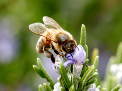 Bienvenue sur le blog de l'association "les abeilles de l'Ecaillon"