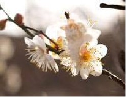 桜 か 梅 か。 Cerisier ou prunier ? par Ilona L.