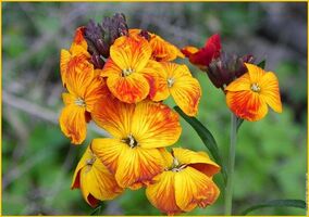 Fleur giroflee erysimum cheiri giroflees sauvages | Fleurs ...