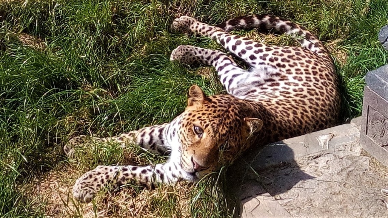 Jolie panthère aux yeux si doux