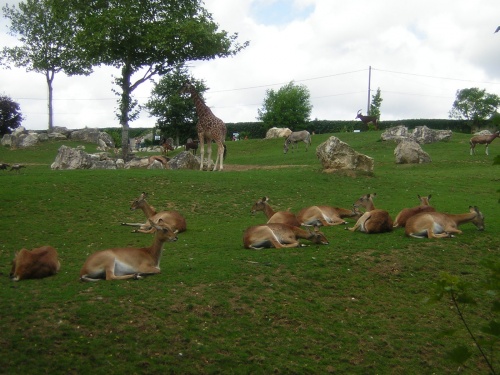 PARC ZOOLOGIQUE DE BEAUVAL EN SOLOGNE