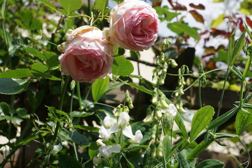 Le jardin naturellement beau de Michèle