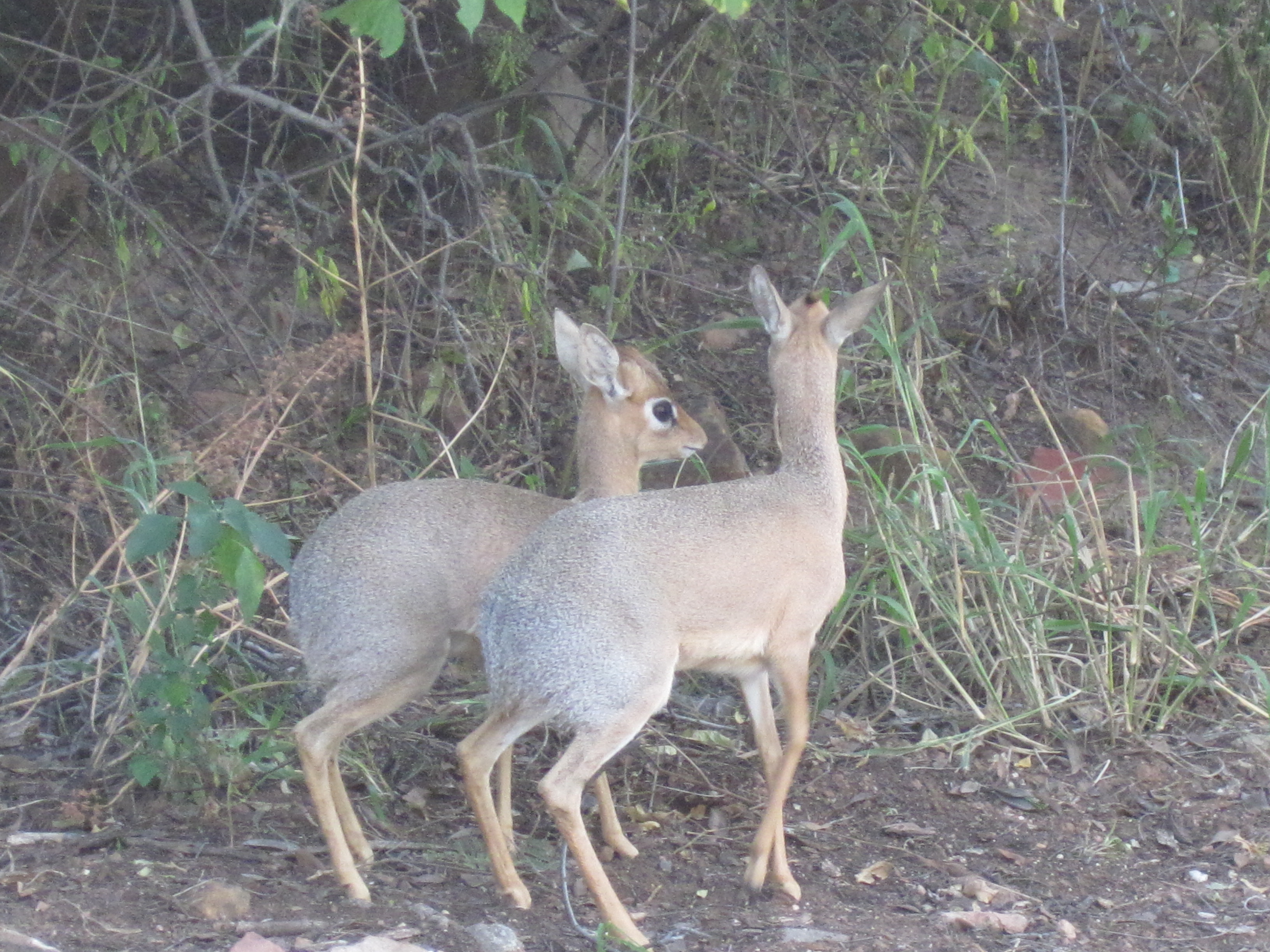 Waterberg Camp