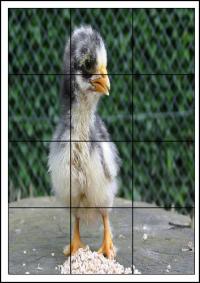 Puzzles animaux 12 cadres