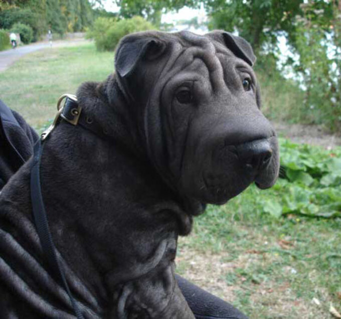 Races de Chiens:  Shar Pei