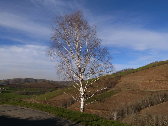 La terre