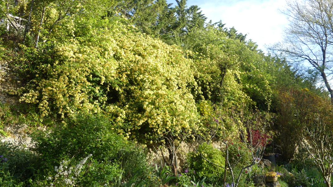 Rosier de Banks Lutescens