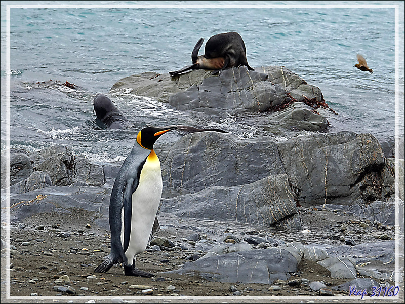 Manchot royal, King penguin (Aptenodytes patagonicus) - Whistle Cove - Fortuna Bay - Géorgie du Sud