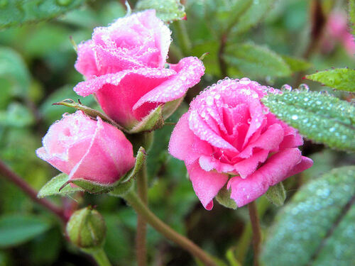 Minis roses perlées