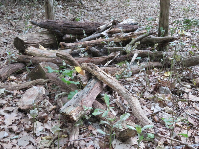 Randonnée jusqu'à Melun, en passant par les bords de Seine, forêts de Seinart, de Rougeau... (108 km)