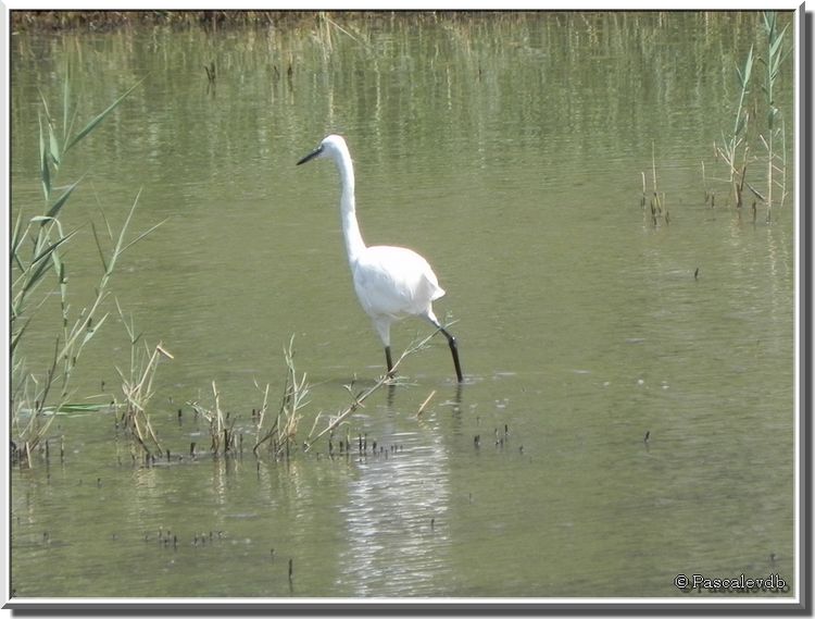 Terre d'oiseaux