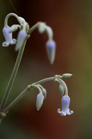 Clematis heracleifolia Stans