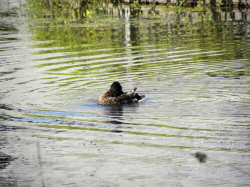 Les canards du parc