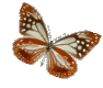 Gifs Papillons