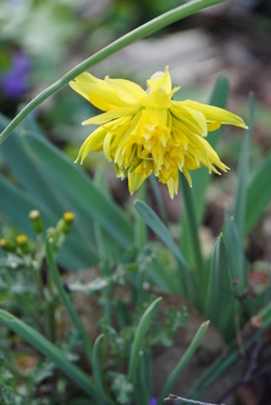 Le jaune, la joie