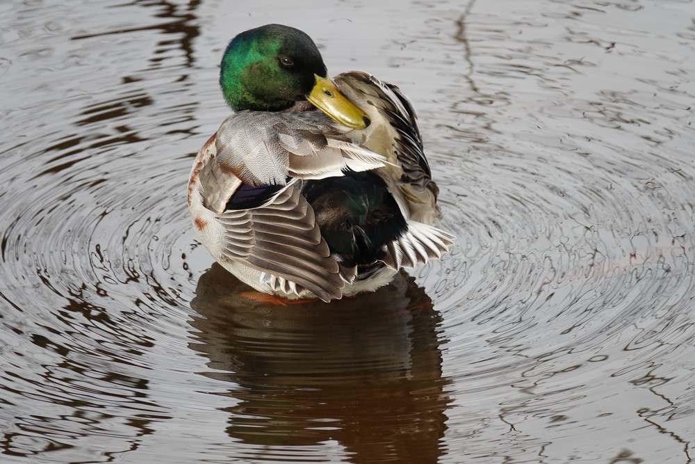 Beaux canards...