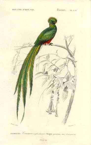 Le Quetzal, un oiseau sacré