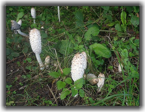 coprins chevelus - coprinus  (excellent comestible jeune)