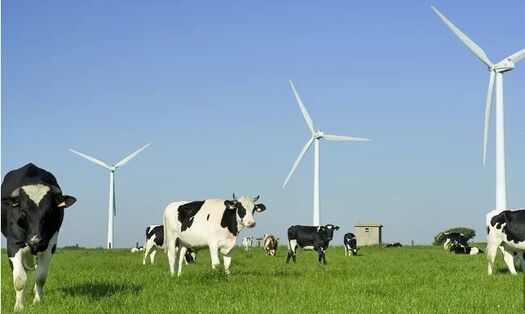 Les dégâts des éoliennes sur les vaches : témoignage choc d’un agriculteur ruiné