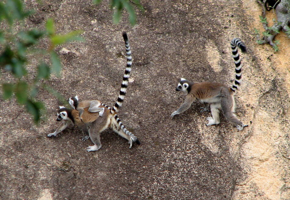 Lémurs catta dans la réserve de Berenty, Madagascar