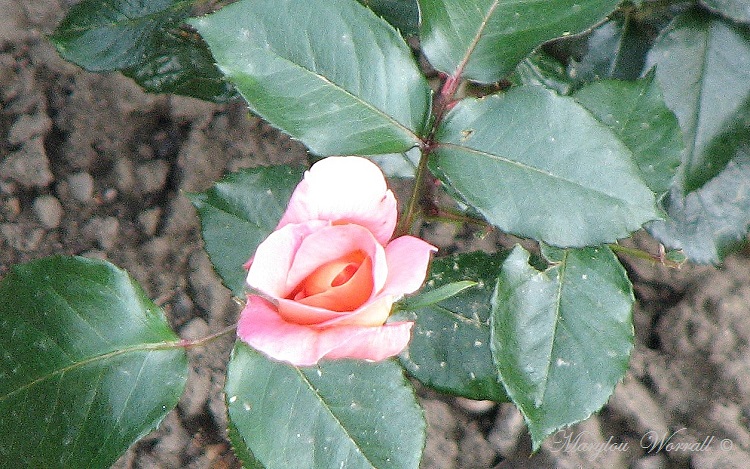 Premières roses