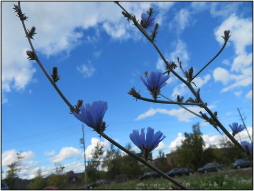 Les fleurettes étaient fermées ce matin...