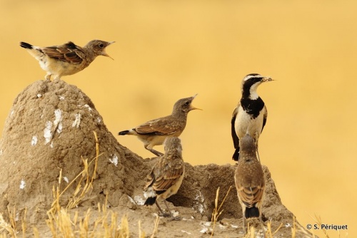 Capped Wheathears feeding their chicks at Ngweshla