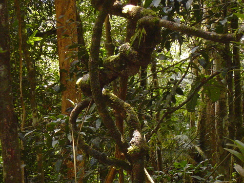 BORNÉO, le Parc National de Kinabalu