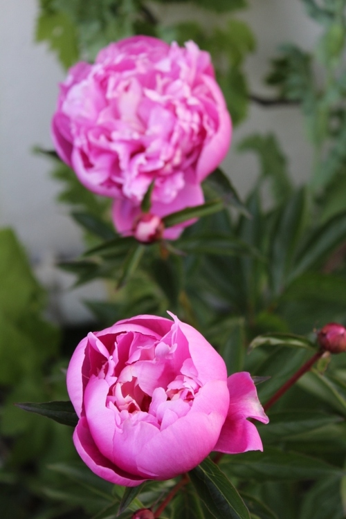 Coup de coeur la naissance d'une fleur de pivoine