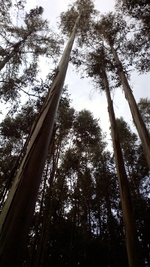 Les forêts d'eucalyptus