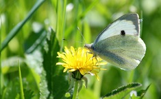 Les mouches et papillons au potager