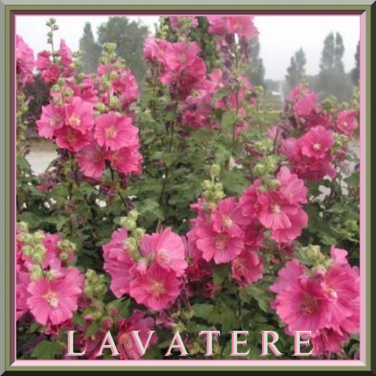 Fleurs cultivées : Lavatère