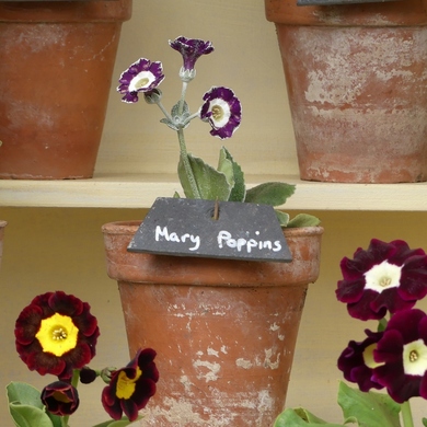 Fête des plantes de St Jean de Beauregard : une édition de printemps 2019 riche en émotions...