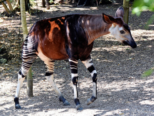 Photos d'Okapis - Doué la Fontaine 2019