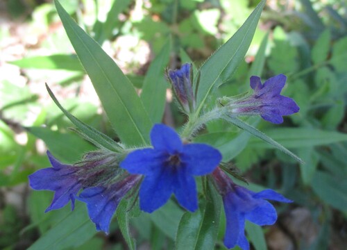 Fleurs bleues