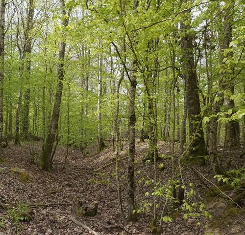 La forêt d'Orient et ses lacs