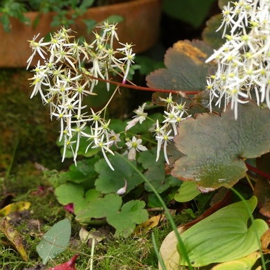 Le temps des saxifrages...