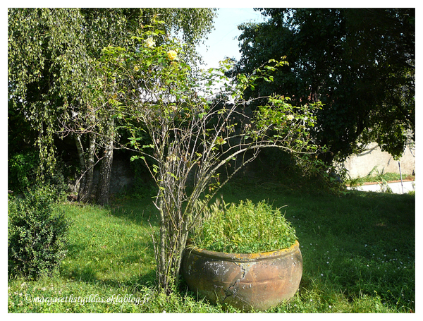 Douce campagne, fleurs - Sweet country, flowers