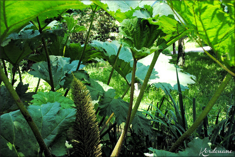 Photo Rhubarbe Géante (flore-plante)