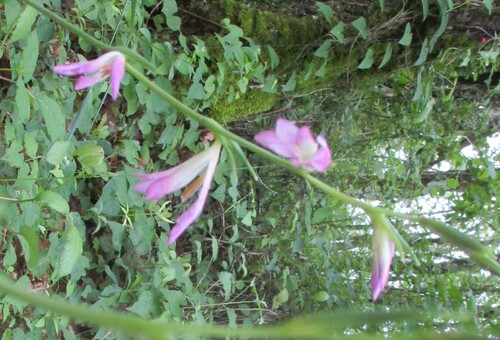 Fleurs roses